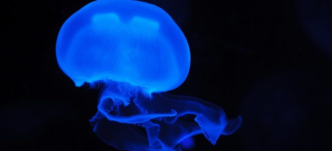Cómo alimentar a las medusas