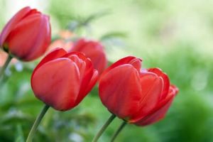 Características de los diferentes Tulipanes