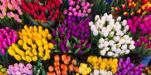 Colores de los Tulipanes