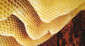 Imágenes de tripofobia que parece un panal de abejas