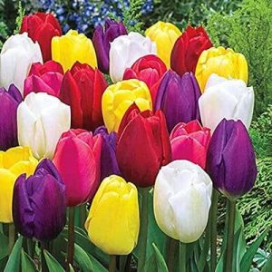 Tulipanes de diferentes colores