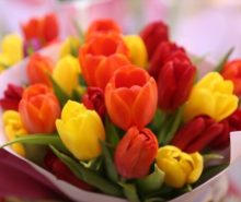 Tipos y características de Tulipanes