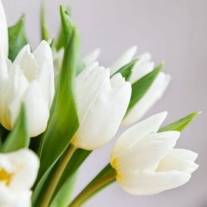 Cuatro Tulipanes Blancos