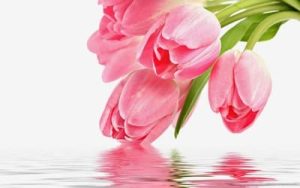 Ramo de cuatro tulipanes rosados